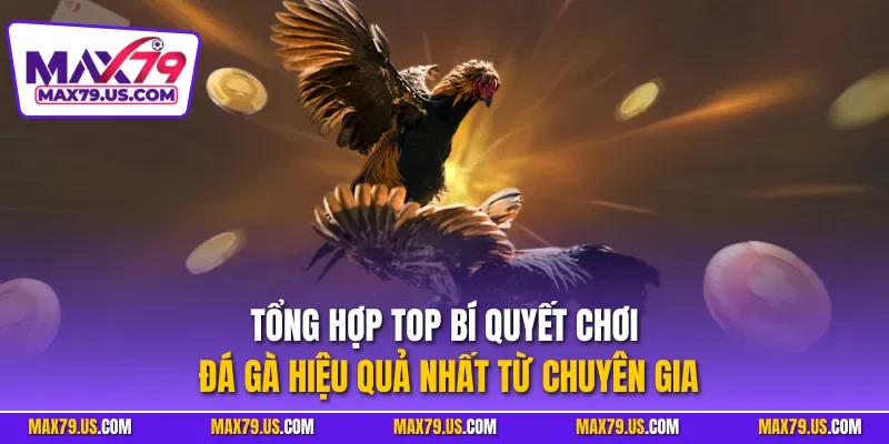 Tổng hợp top bí quyết chơi đá gà hiệu quả nhất từ chuyên gia